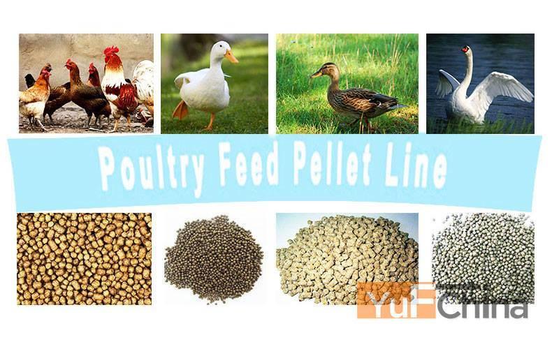 Birds and Poultry Feeds 