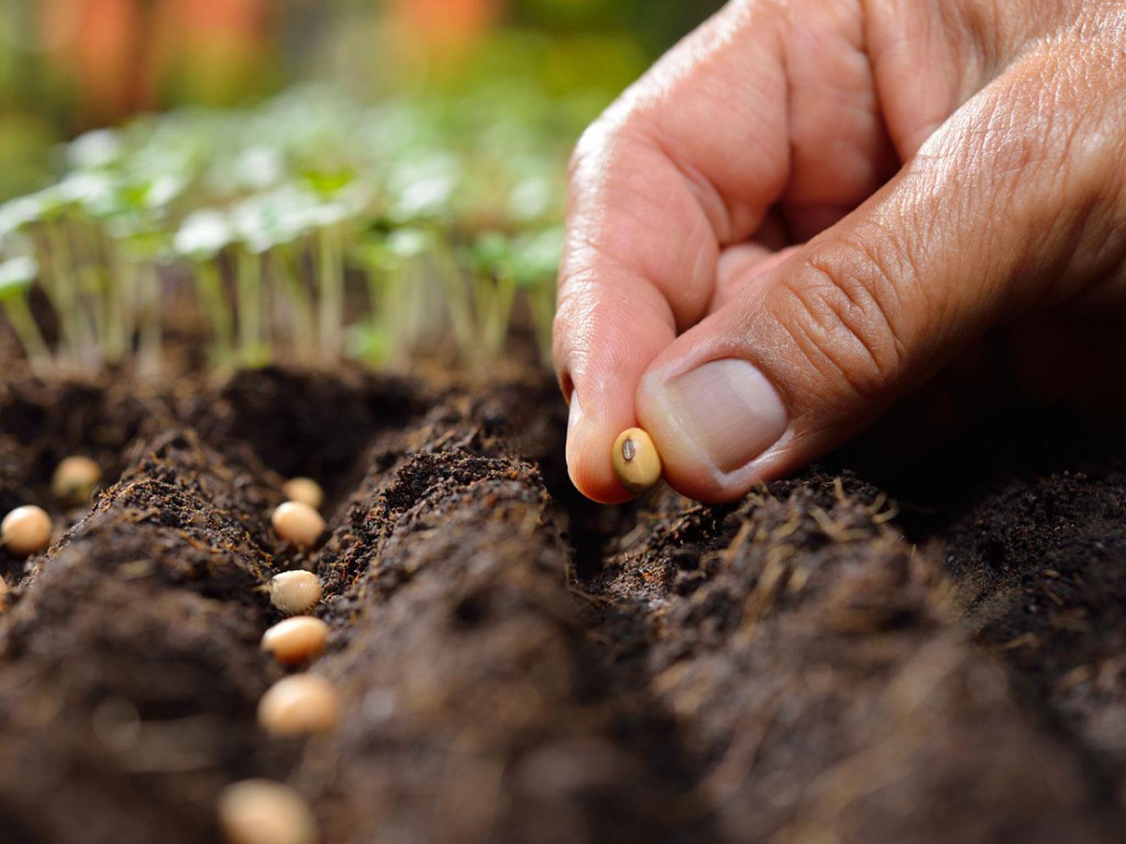 விதைகள்-Vegetable,Tree,Herbals seeds