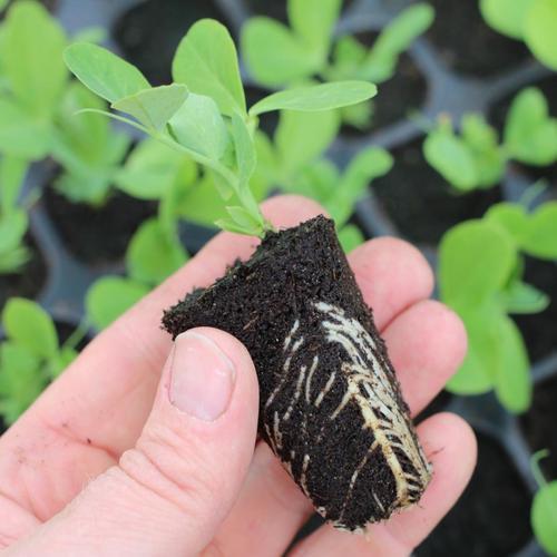 காய்கறிகள் நாற்றுகள்-vegetable saplings 