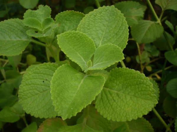 மூலிகைச் செடிகள்-Herbals plants