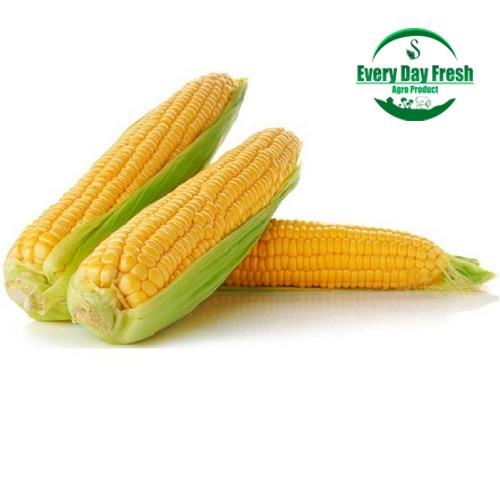 sweet corn