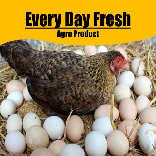 Nattukozli egg  நாட்டு கோழி முட்டை