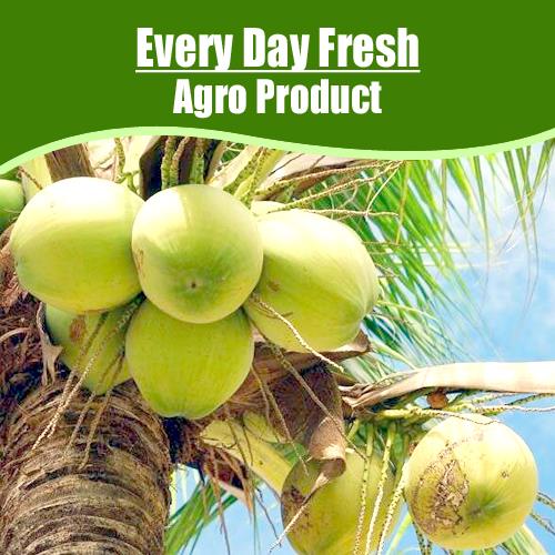 COCONUT WATER-1PC ( 270 to 300ML )