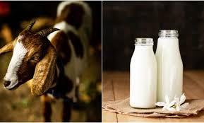 GOAT MILK